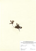 藏品(玉山佛甲草)的圖片